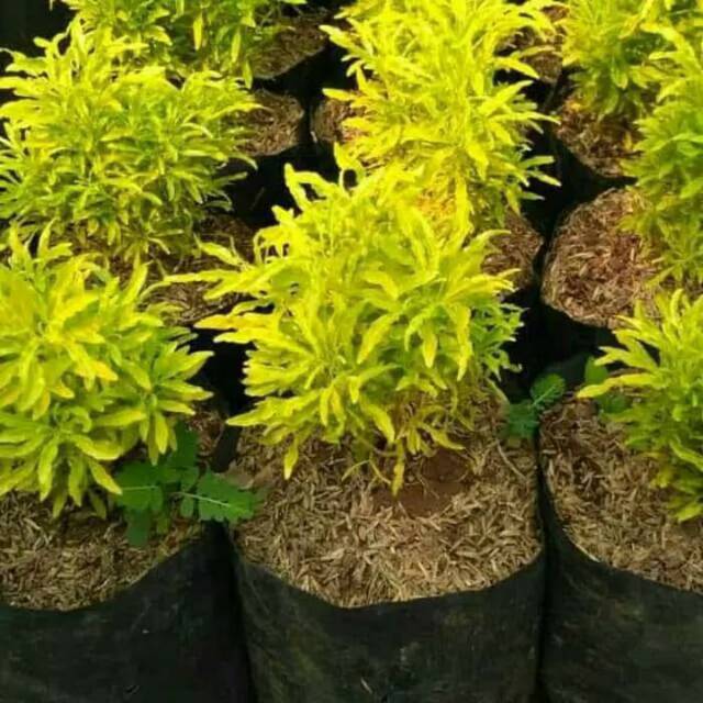 Tanaman hias brokoli kuning brokoli kuning Shopee Tanaman hias brokoli kuning brokoli kuning Shopee