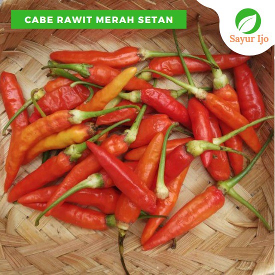 Cabe Rawit Merah Setan 500 Gram Fresh Grade A Cabai Rawit Merah Setan