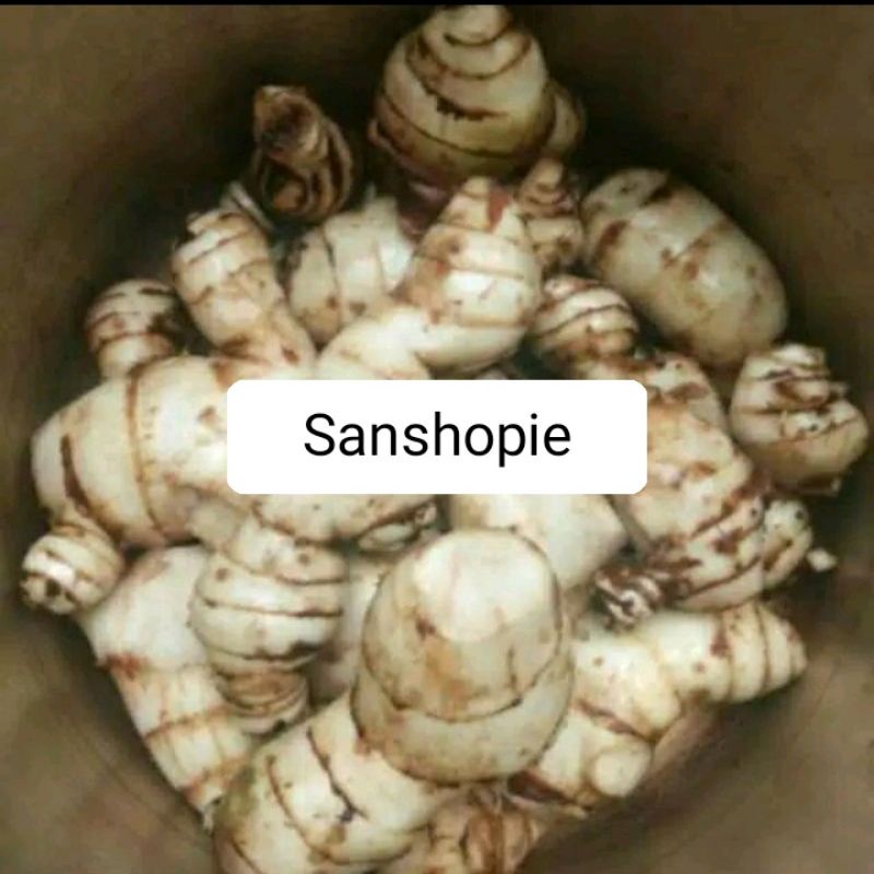 

Ubi Umbi Ganyong Putih Segar 1 kg