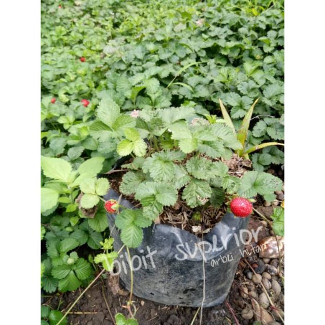 BIBIT BUAH ARBEI HUTAN