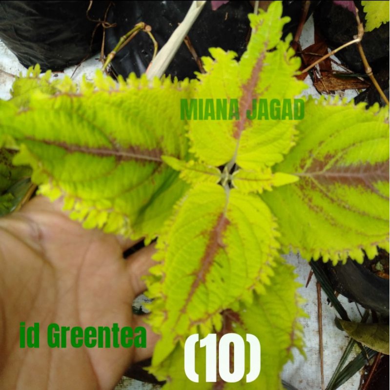 Miana Cantik/Id Greentea/2stek/Coleus