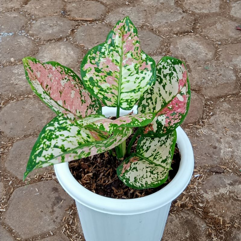 Aglonema Tri Color/tanaman hias aglonema