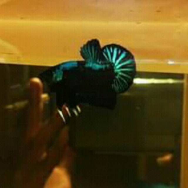 Cupang anakan line avatar usia 2bln,jenis klamin masih random,order sbelum harga naik