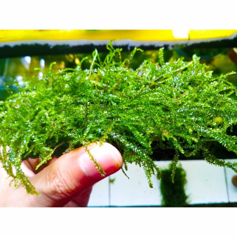 JAVA MOSS PAKIS MOSS JAVA MEDIA PAKIS AQUASCAPE