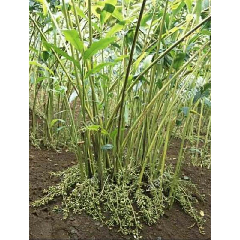 Bibit benih kapolaga india kapolaga hijau