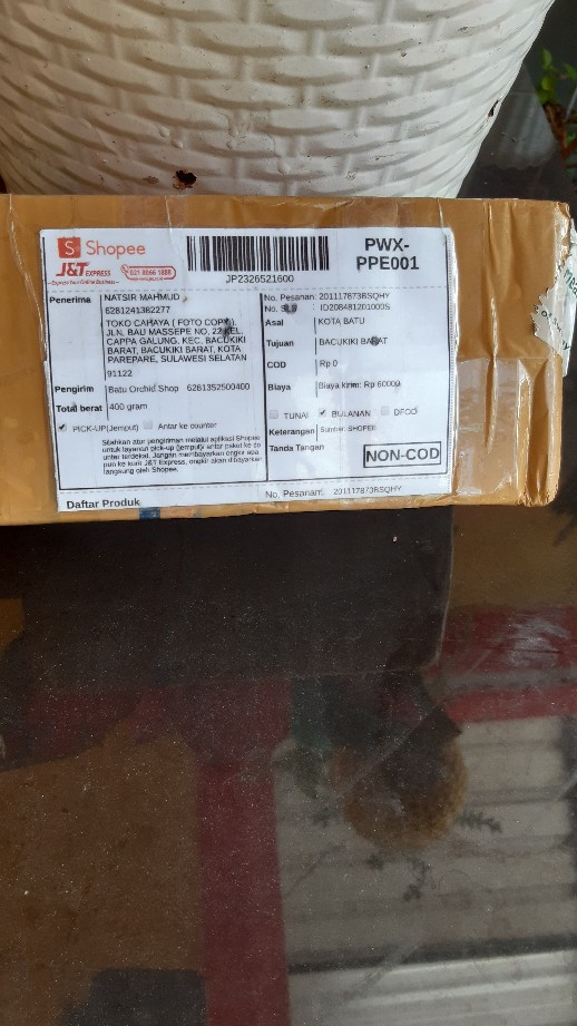 Anggrek Bulan Remaja - Phalaenopsis Hybrid Taiwan