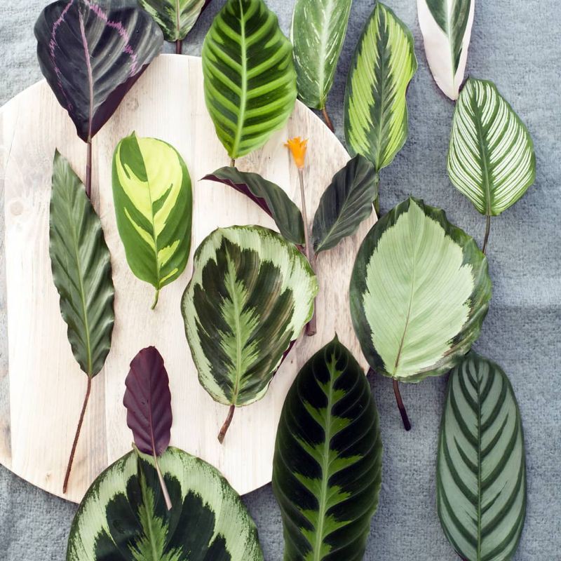 tanaman hias calathea paket 15 jenis