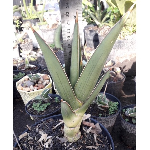 Sanseviera Pinguin Black / Sansivera Pinguin Black