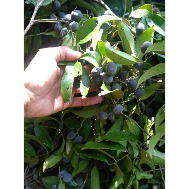 

Buah langka asem keranji/kuranji