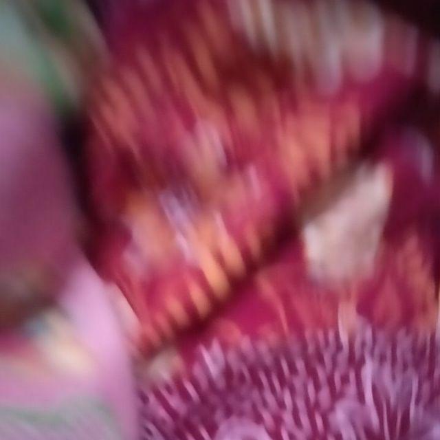 Pisau Acar Stainless