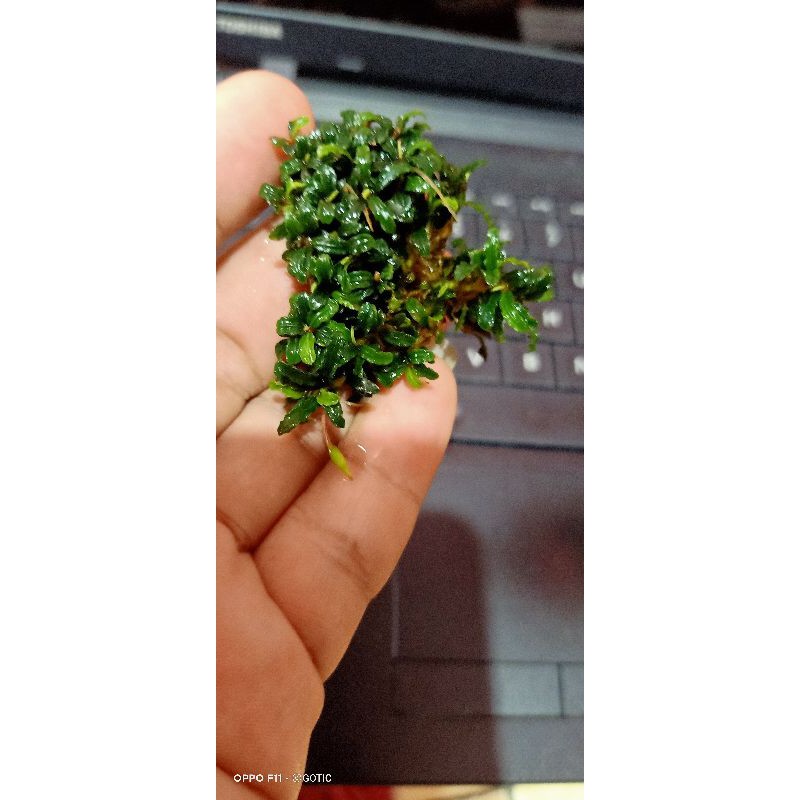 BUCE SUPER MINI PER MIKA | BUCE MICRO | BUCEPHALANDRA AQUASCAPE