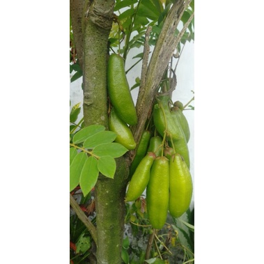 

Belimbing wuluh segar