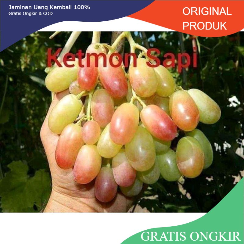 BIBIT ANGGUR IMPORT KETMON SAPI SEDLESS (hasil grafting) cepat berbuah