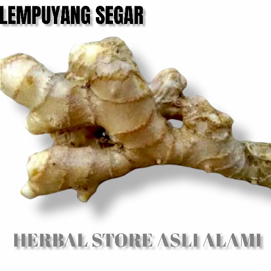 

Paket hemat Lempuyang segar 5 kg (Zingiber zerumbet)