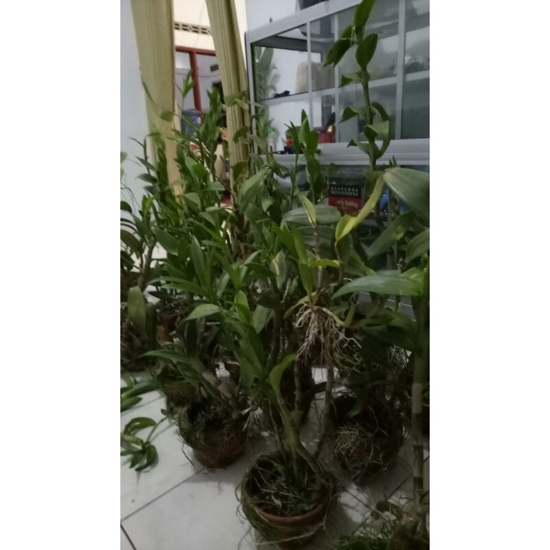 Dendrobium pasca bunga