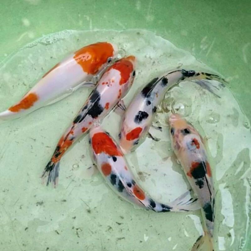 ikan koi showa. sanke murah warna cerah