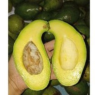 

Alpukat Mentega 1 kg
