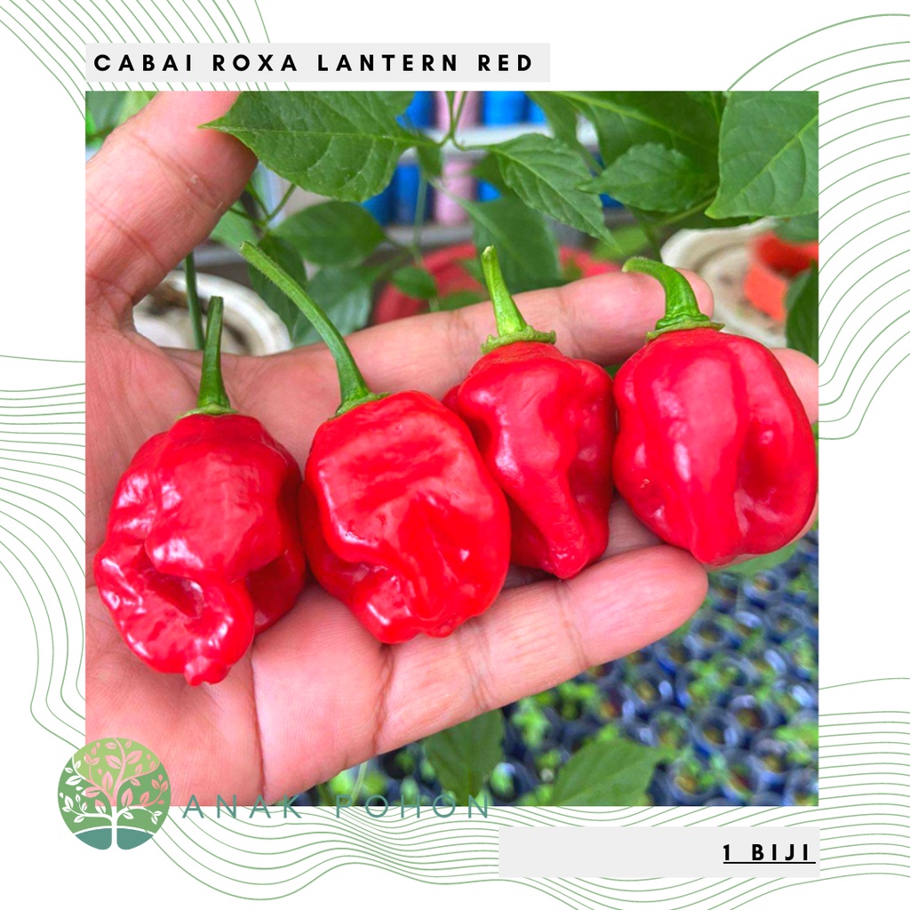 Benih Bibit Biji - Cabai Roxa Lantern Red Cabe Super Pedas Pepper Seeds