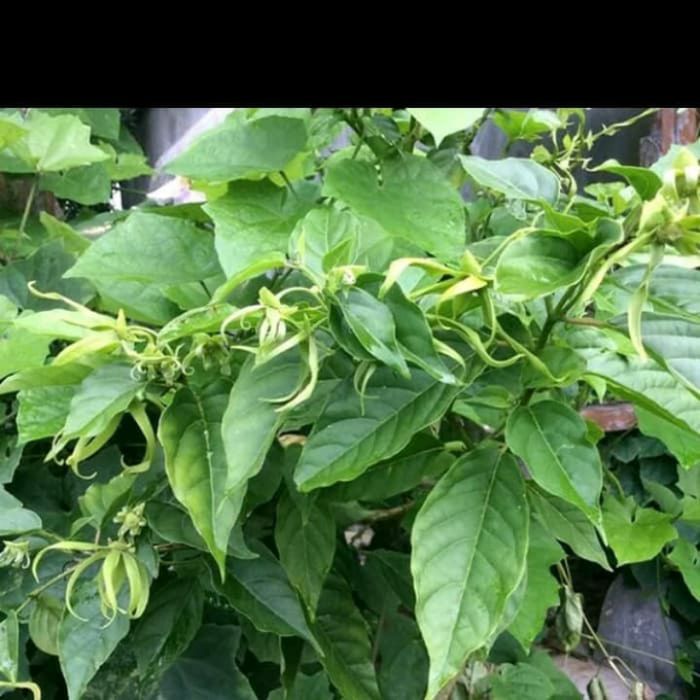 tanaman herbal bunga kenanga / bibit bunga kenanga