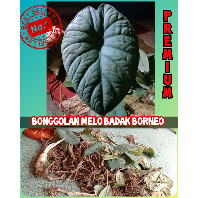 BONGGOLAN PREMIUM ALOCASIA MELO BADAK BORNEO / BONGGOL ALOKASIA (utuh ) Murah