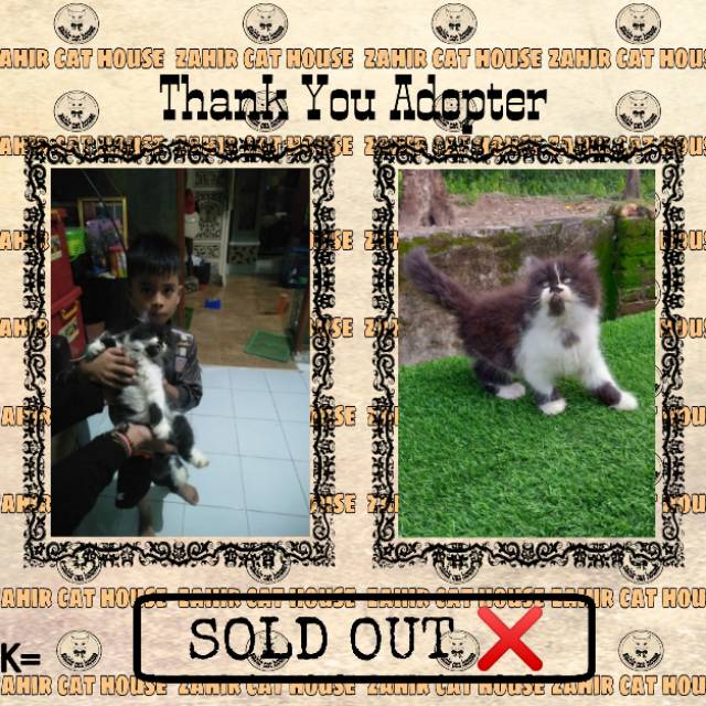 Kucing Persia Kitten Kucing Kitten Sold Out Shopee Indonesia