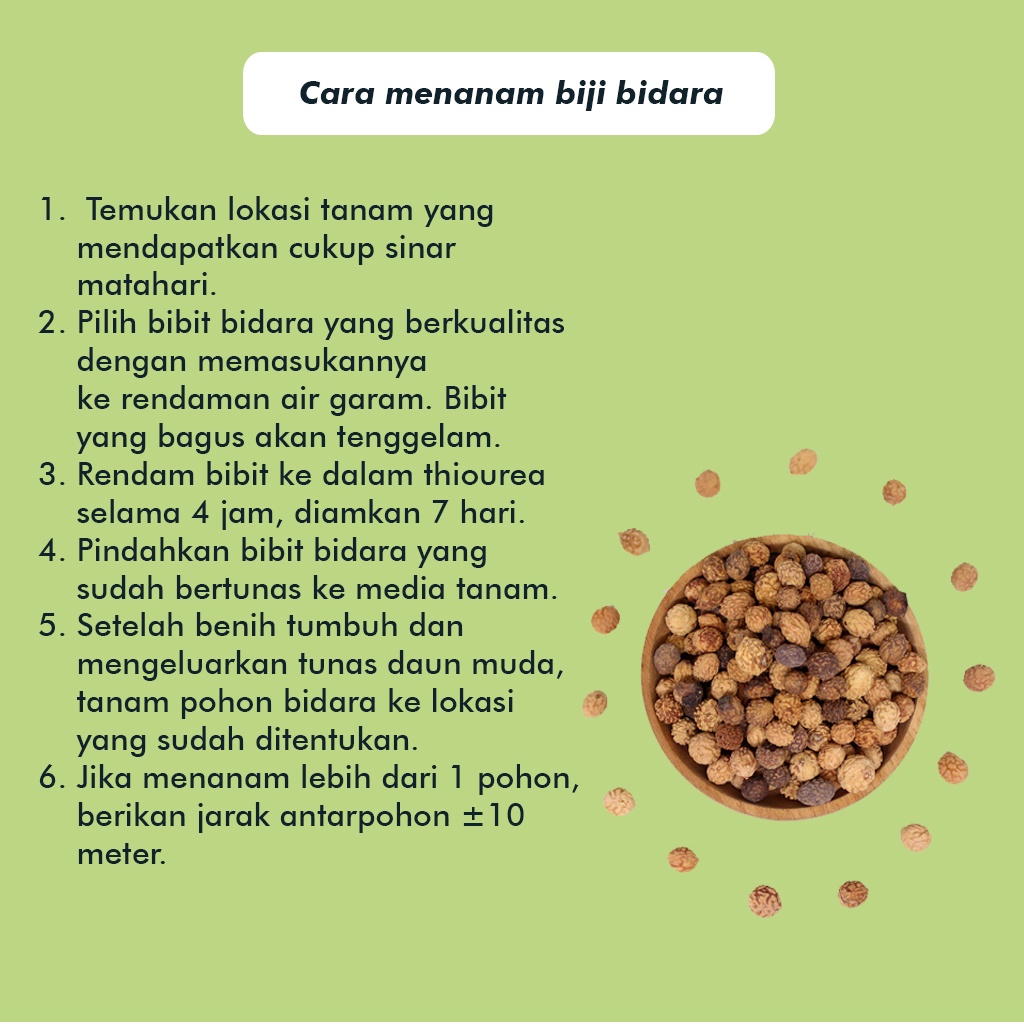 Bibit Pohon Bidara Arab Asli Biji Bidara Benih Bidara Isi 100 Butir Tanaman Bidara Arab