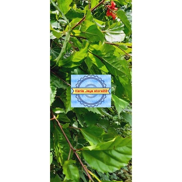 

Daun lentera atou Daun kisapatu segar per 500 grm