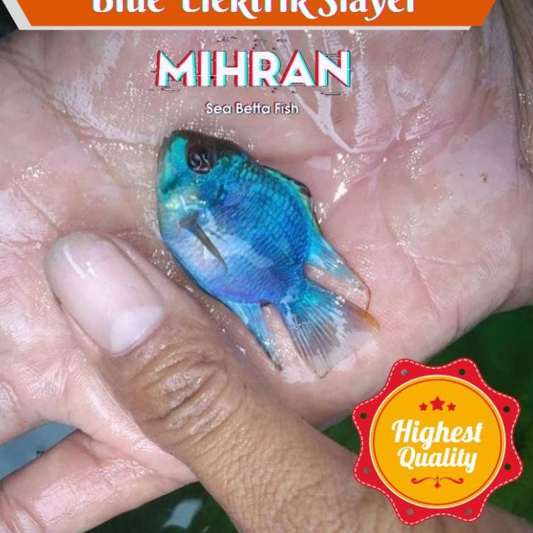 【today】 Ikan Hias Blue Elektrik Slayer | Oscar Belida Pbass Arwana Piranha Palmas