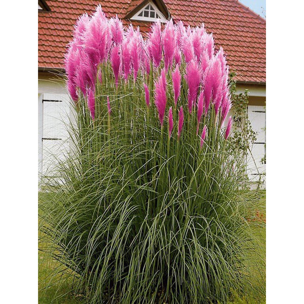 Bibit Benih Biji Pink Pampas Grass Seed Ornamental Grass Rumput Unik - Bibit Rumput Pink Pampas -COD