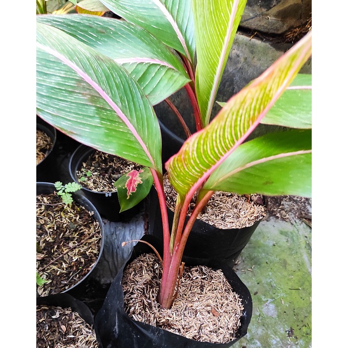 Tanaman Hias Pisang Bugis Merah - Pisang Pisangan Merah - Pisang Merah