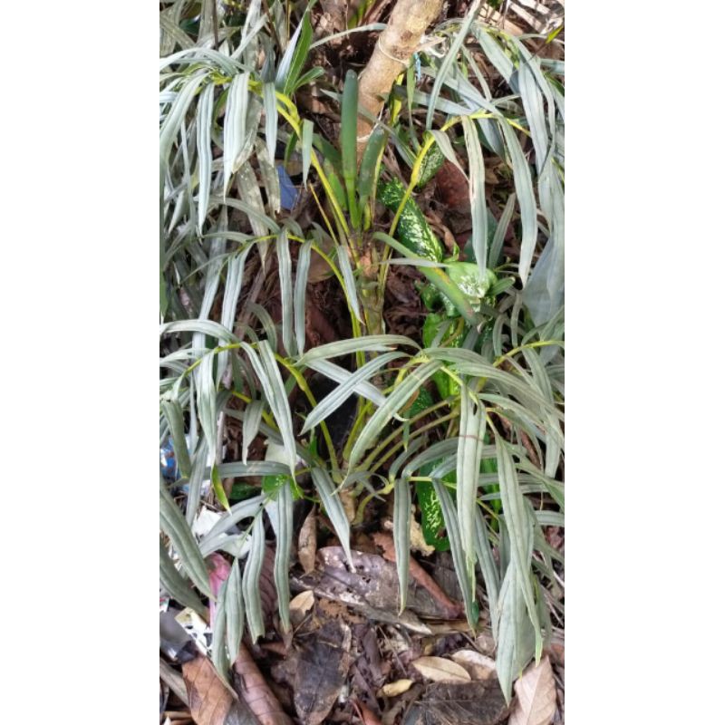 bonggol rhaphidophora tenuis silver