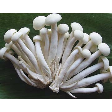 

Jamur (100 - 200 gr)