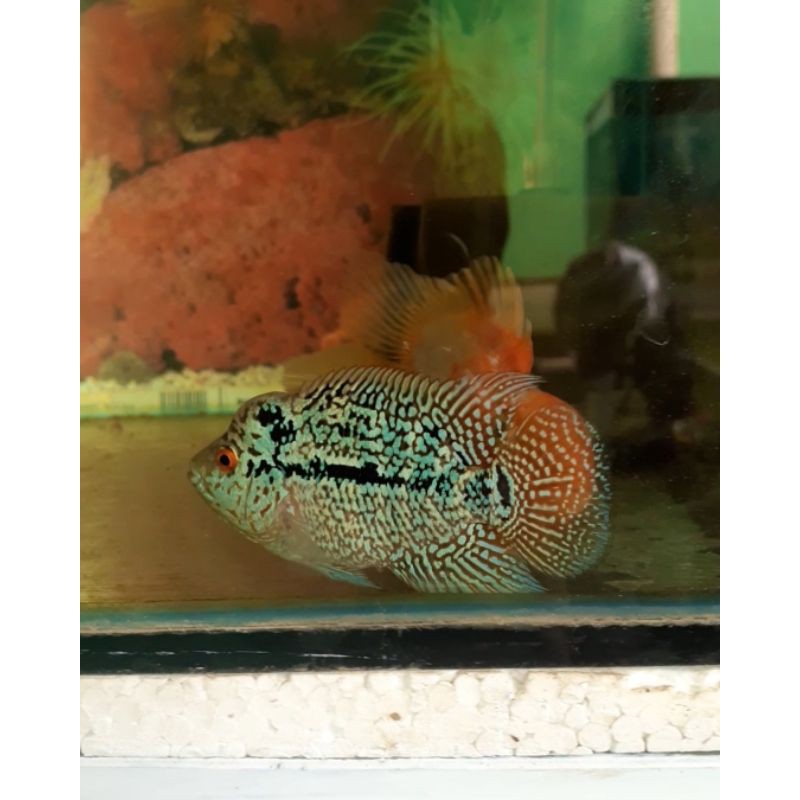 kamfa f2 dan f3 lokal