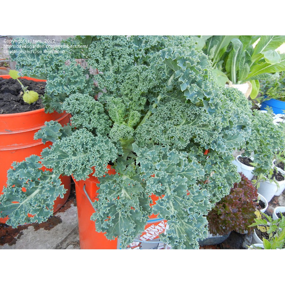 Benih-Bibit Kale Keriting Dwarf Blue Scotch Curled (Haira Seed)