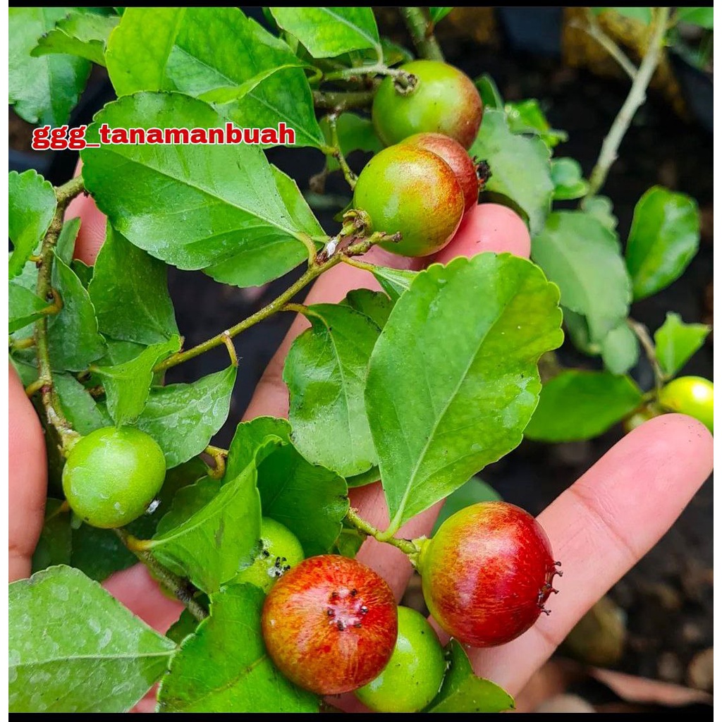 Bibit Cherry Jepang super Bisa Berbuah Dalam Pot