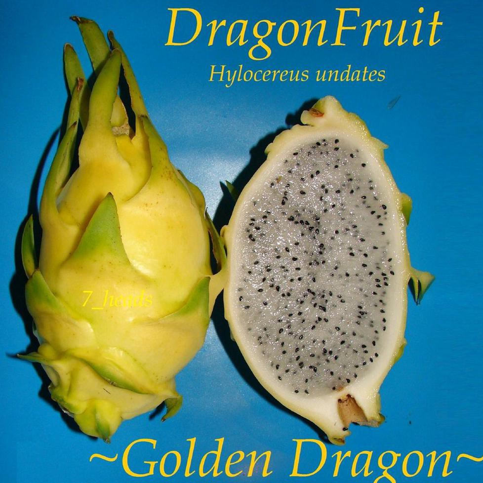 Free Ongkir Tanaman Golden Dragon Fruit - Bibit Buah Naga Kuning Tanpa Duri #_*