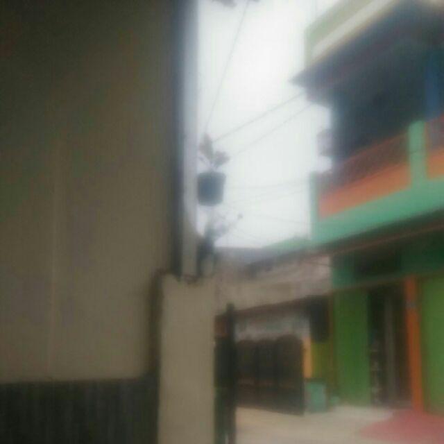 Tanaman hias sutra bombay Shopee Indonesia Tanaman hias sutra bombay Shopee Indonesia