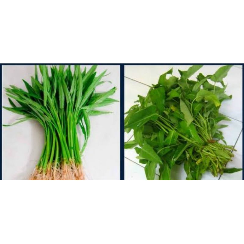 

Kangkung darat/Kangkung air