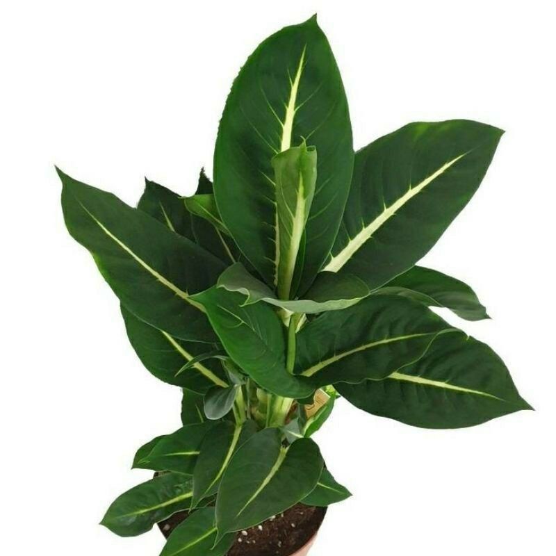 TANAMAN HIAS BLANCENG NEON | TANAMAN BLANCENG NEON