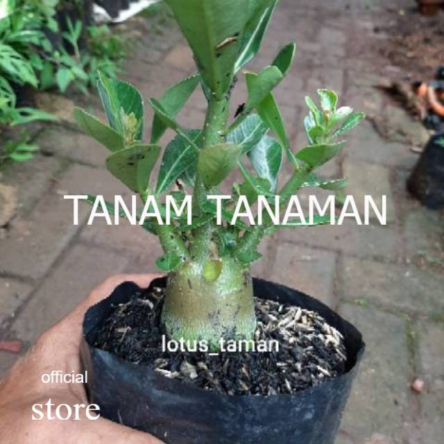 POHON BONSAI ADENIUM ARABICUM OBESUM-bibit tanaman bonsai adenium obesum TAMAN TANAMAN