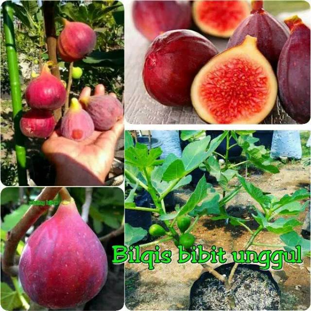 Bibit buah tin merah sudah berbuah (bibit tanaman buah)