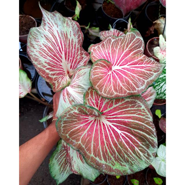 Tanaman Hias Caladium Keladi Hias Flying Garuda Pink Shopee Indonesia