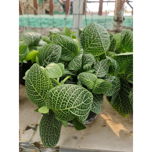 Tanaman Hias Bunga Petunia ( 1 pot Rimbun )