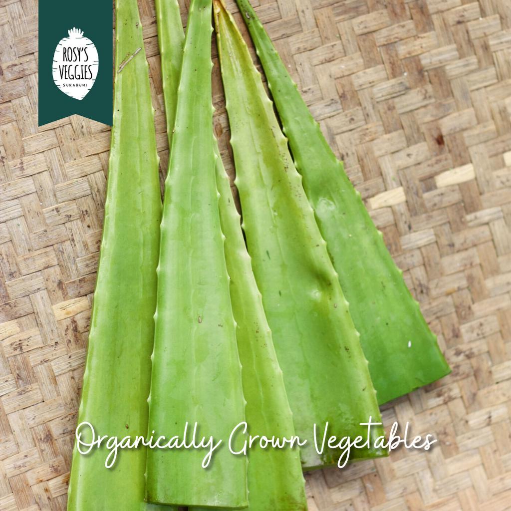 

Lidah Buaya Organik | per pcs