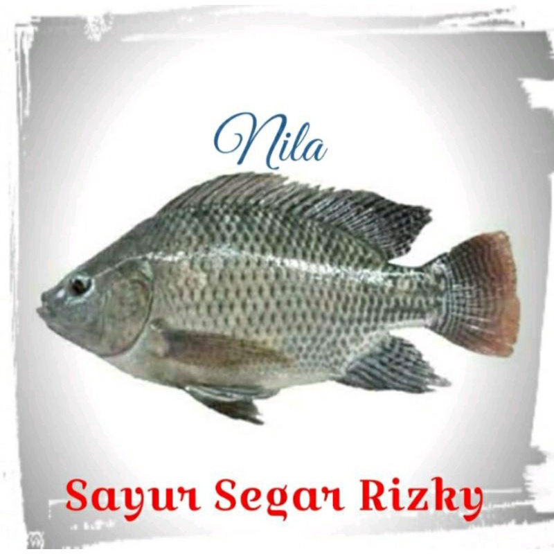 

Nila 1,5kg