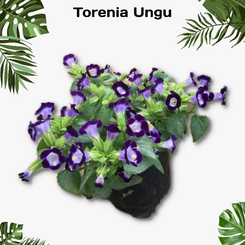 Tanaman Bunga Torenia Ungu - mata kucing