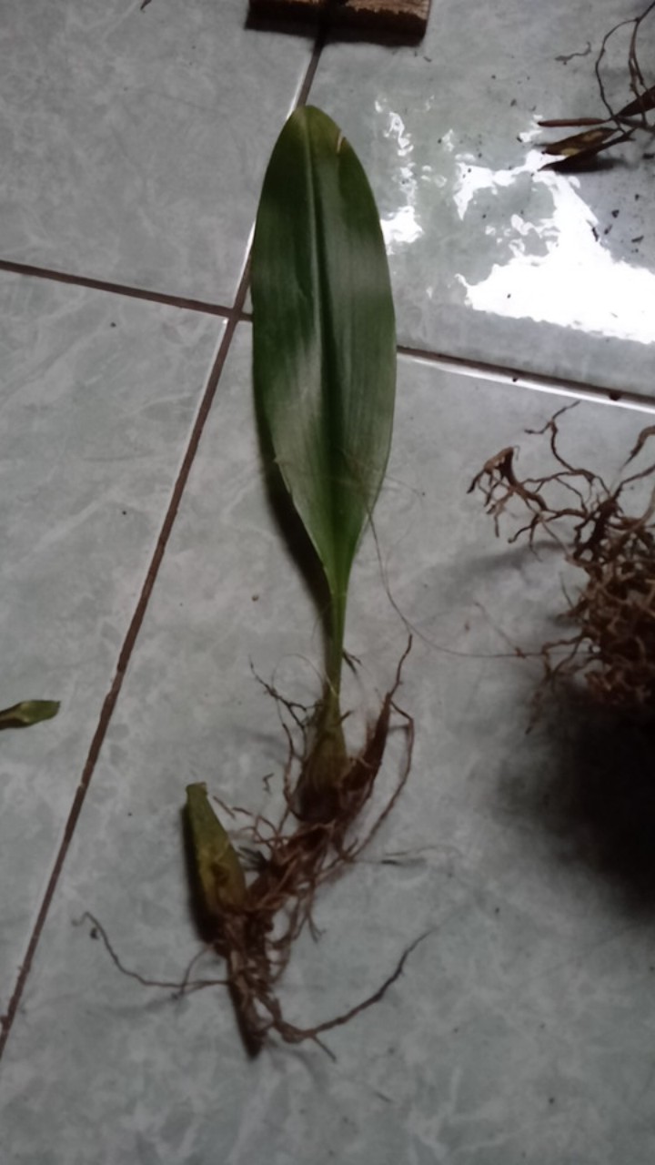 Sarcoglyphis Comberi