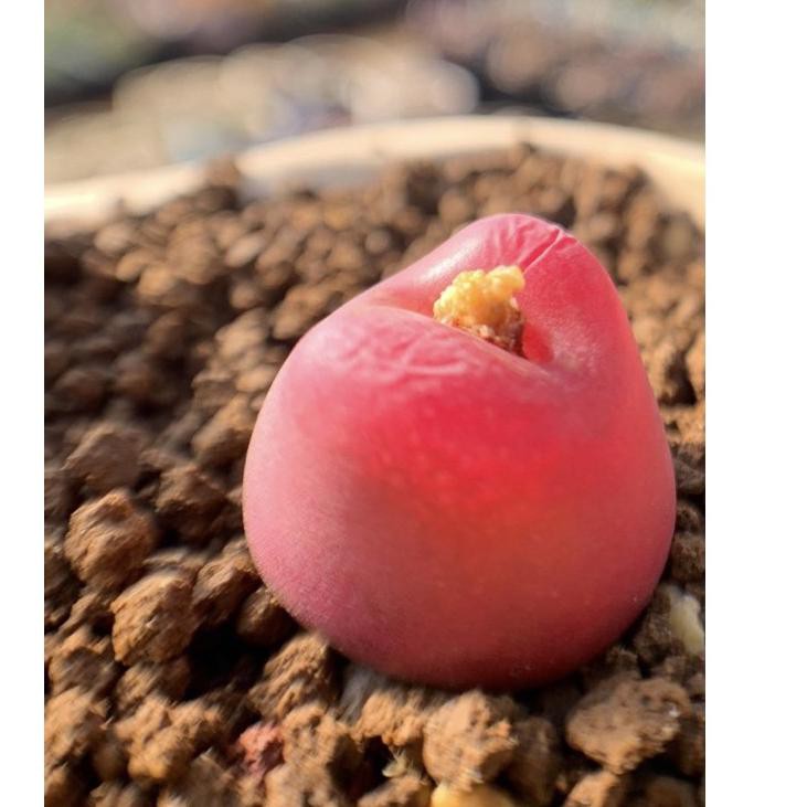 

#TERMURAH# Conophytum Maughanii "Red Ruby" seeds (import)