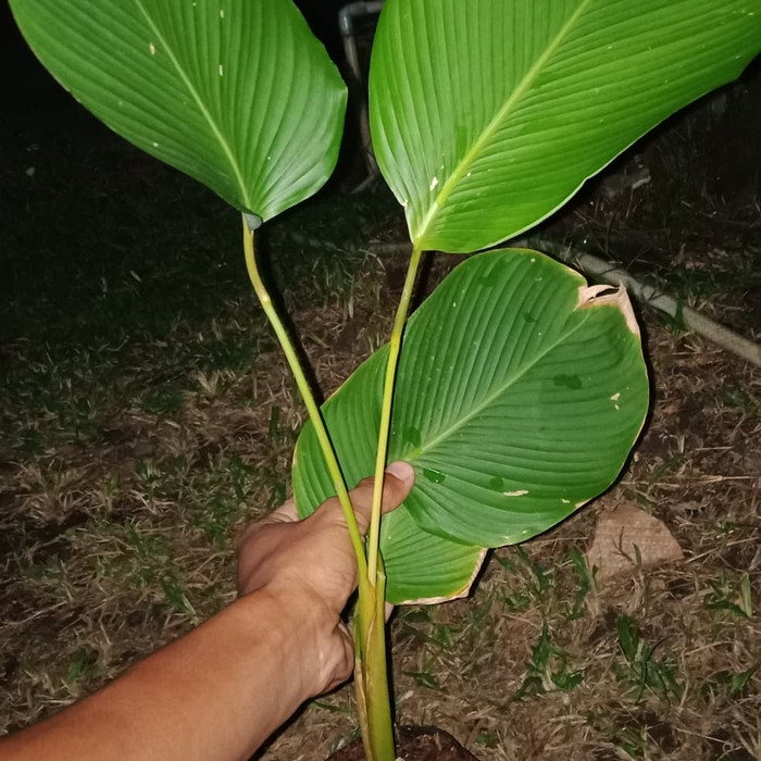 tanaman pisang calatea/tanaman hias pisang pisangan calatea