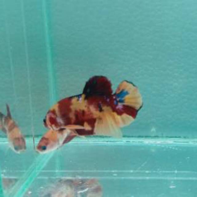 PAKET Ikan Cupang Nemo  1 pasang.